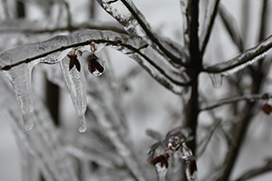 frozen branch