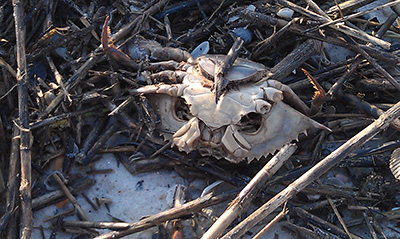 Dead Crab on a Beach