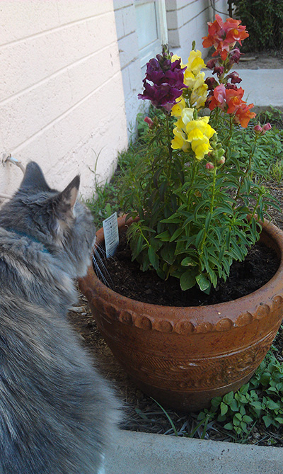 Cat Looking at Flowers