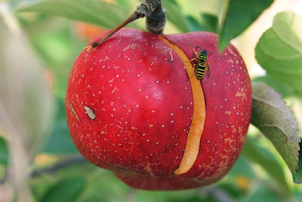 apple and wasp