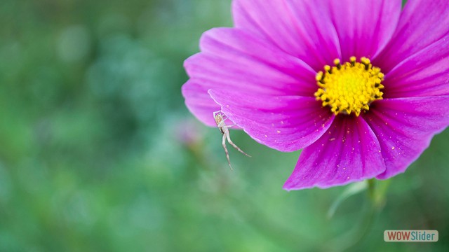 Flower and Cosmos Spider