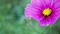 Flower and Cosmos Spider
