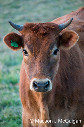 cow in harrisonburg virginia