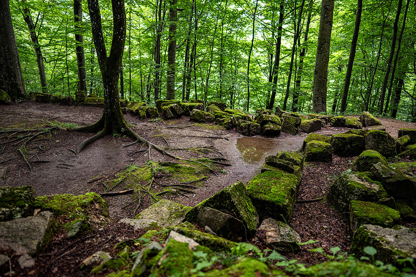 A forestscape photo with some stone ruins outlining a path