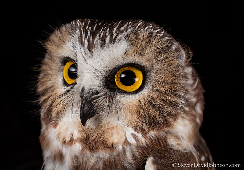 owl portrait