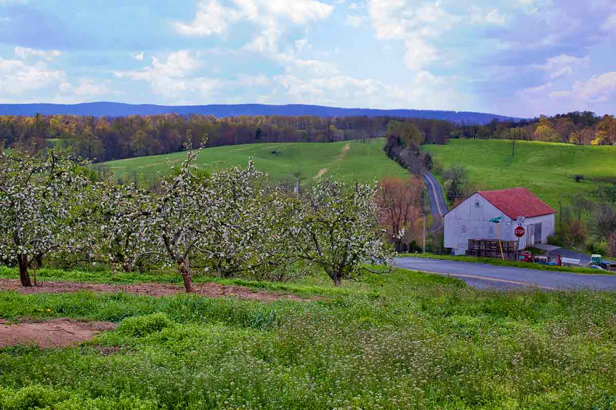 appletrees