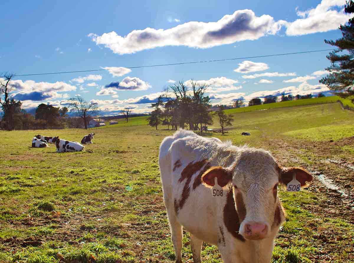 cows