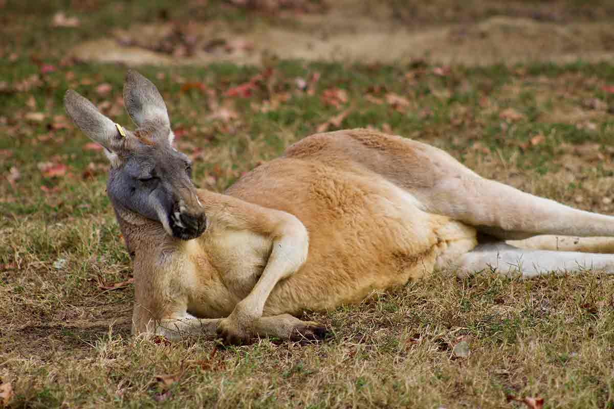 kangaroo 