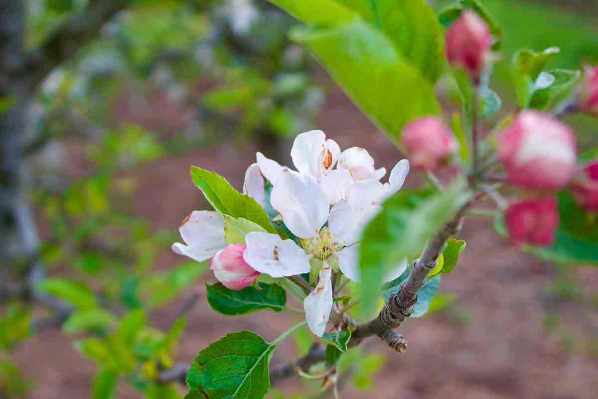 appleblossom