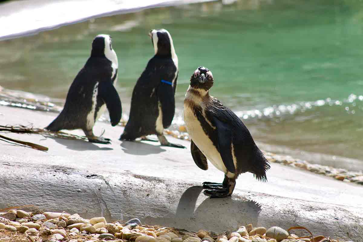 penguins