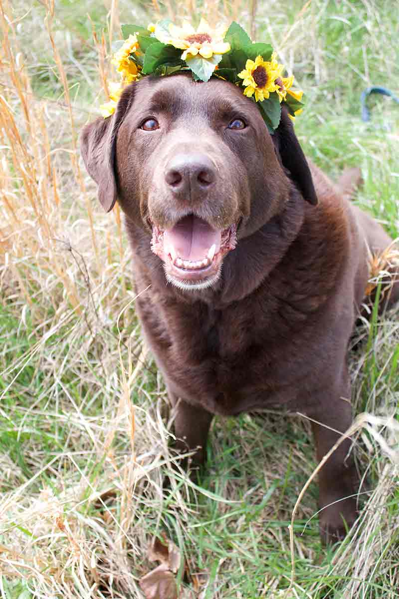 dogwithsunflowers