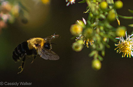 Cassidy Walker Bee2