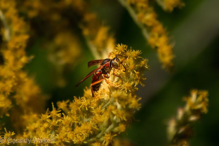 Cassidy WAlker Wasp1