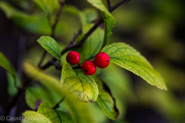 Cassidy Walker red berries