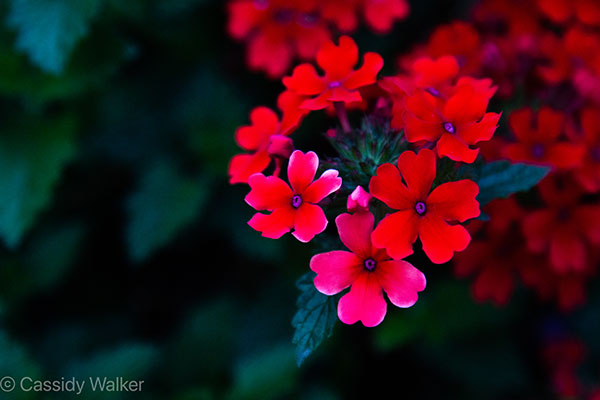 Cassidy Walker red flowers