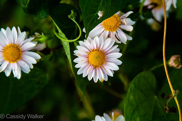 Cassidy Walker white/yellow flowers