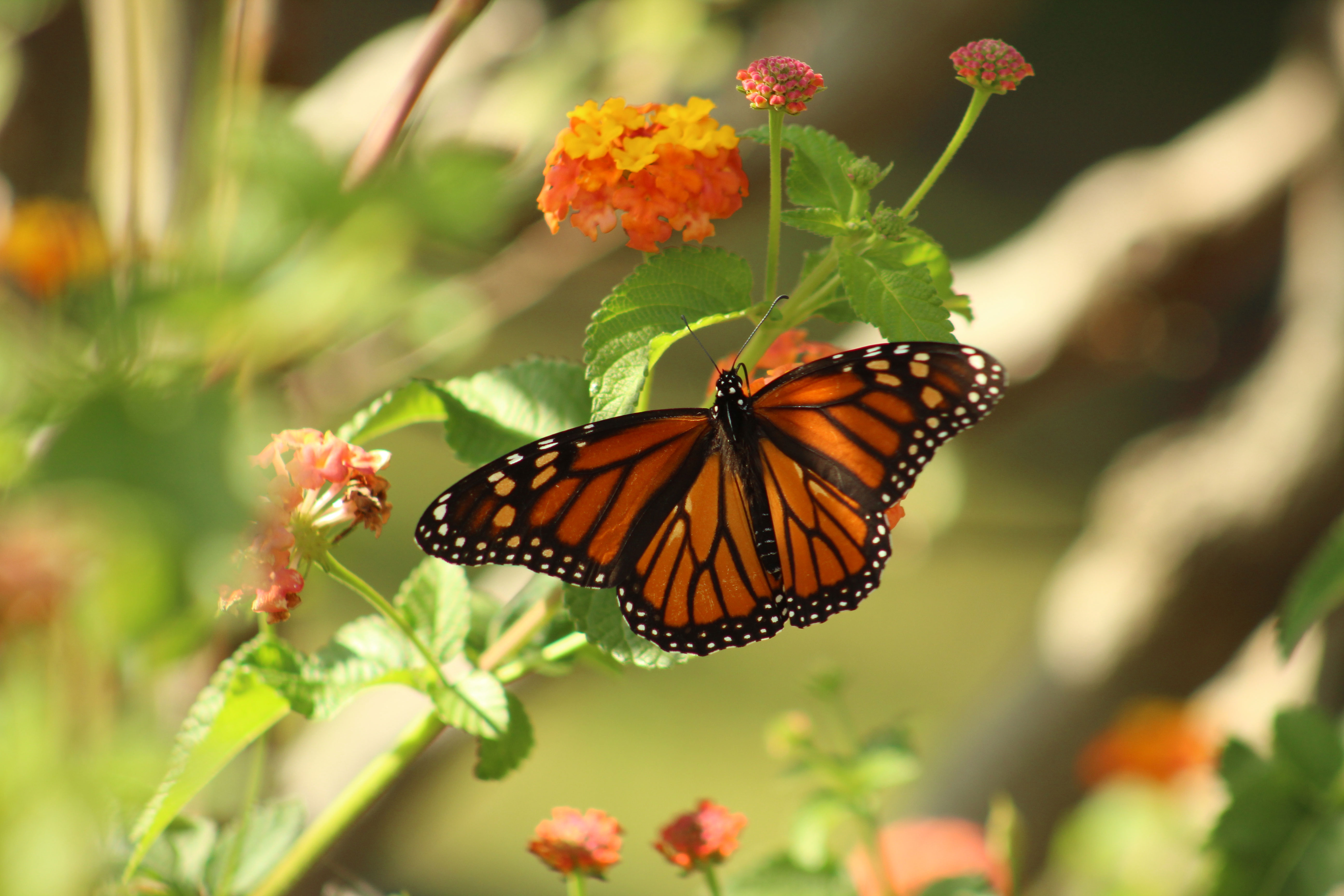 Beautiful Butterfly