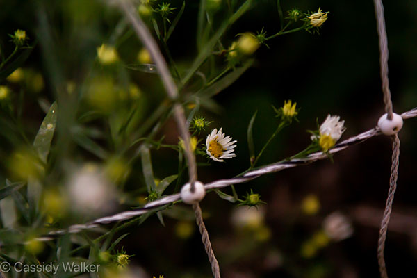 The Daisy Chain