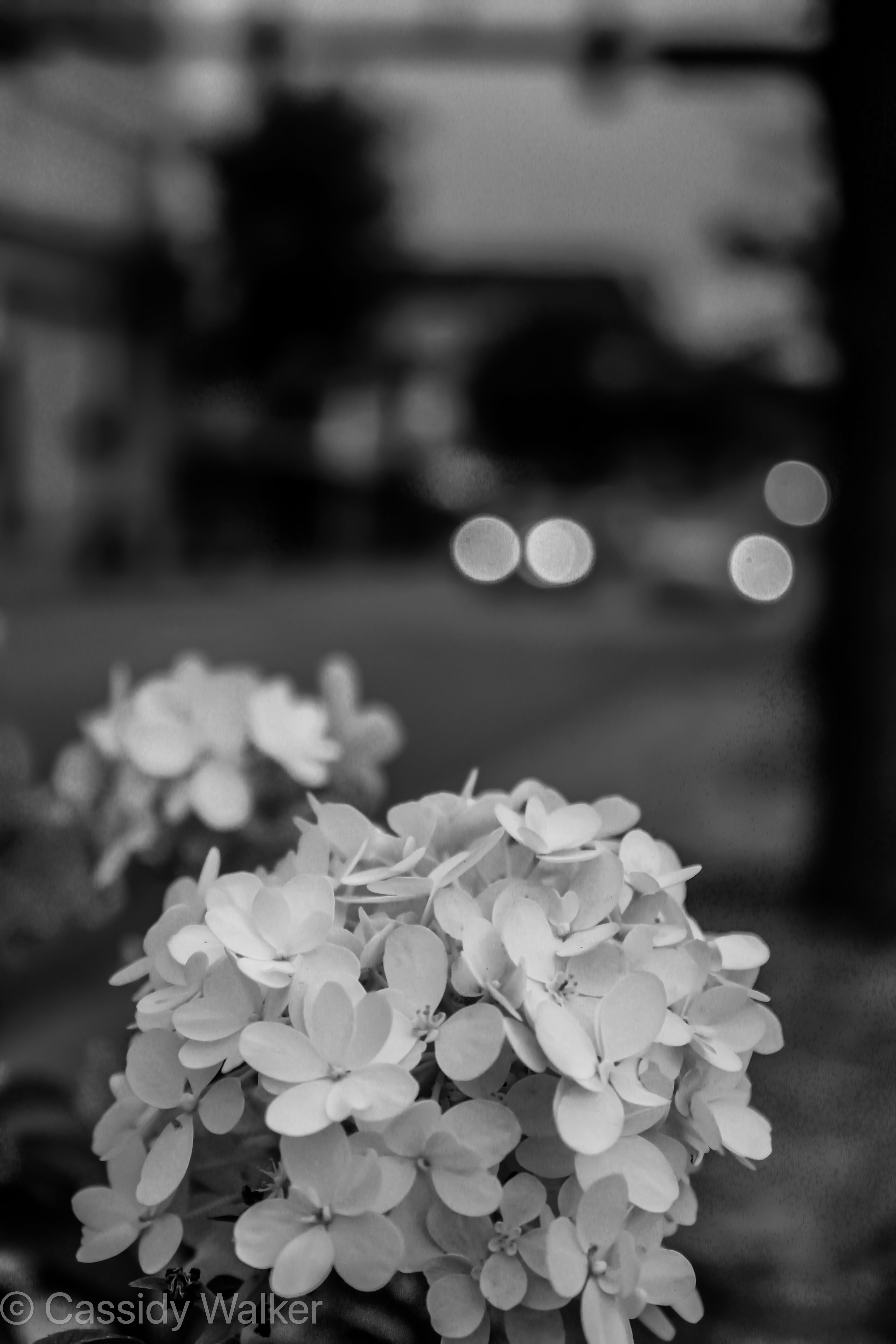 Hidden Flora in the Busy City